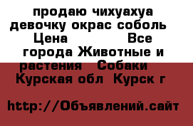 продаю чихуахуа девочку,окрас соболь › Цена ­ 25 000 - Все города Животные и растения » Собаки   . Курская обл.,Курск г.